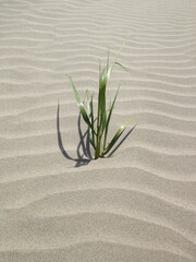 Single Plant Growing in Sand with Ripple Patterns at a Beach Beach