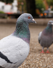 close up of a pigeon