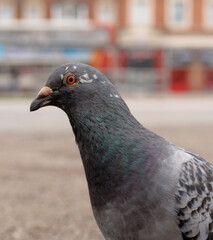 close up of a pigeon