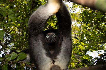 Lemur Indri indri, babakoto largest lemur from Madagascar