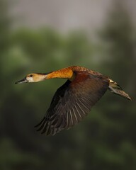 great crested grebe