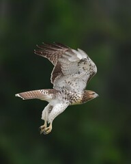 red tailed hawk in flight