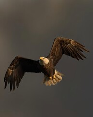 bald eagle in flight