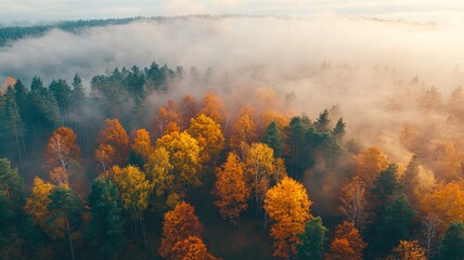 Fototapeta premium Aerial view of beautiful colorful autumn forest in low clouds at sunrise. Top view of orange and green trees in fog at dawn in fall. View from above of woods. Nature background. Multicolored leaves