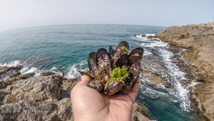 Mussels in their natural habitat, mussels on the rocks undersea, group of common mussels together underwater, Sea waves hitting wild mussel on rocks, seafood.