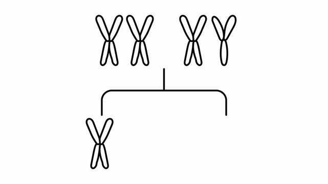X and Y chromosome animation, XY sex determination system animated video, In Vitro Fertilization Clip, Pregnancy and obstetrician footage, test tube baby procedure motion graphics