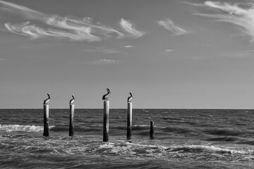 Pelicans resting on piling of pier remains on Florida beach with beautiful sunset sky in background