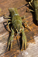 live river crayfish on a wooden table at a picnic