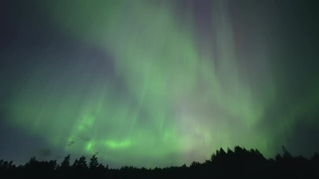 Green and purple auroras covering the sky above treetops, faint shooting star moving across the view. Real-time video.