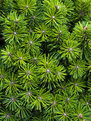 Pine Needles Close-Up