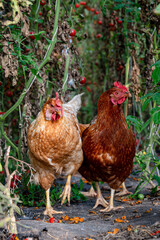 Chickens exploring as tomatoes ripen on the vine
