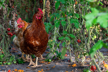 Chickens exploring as tomatoes ripen on the vine