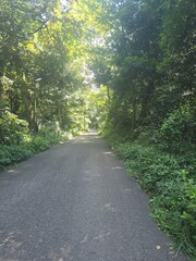 paths through the woods