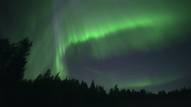Green aurora arc with purple ray rising above a forest, real-time video