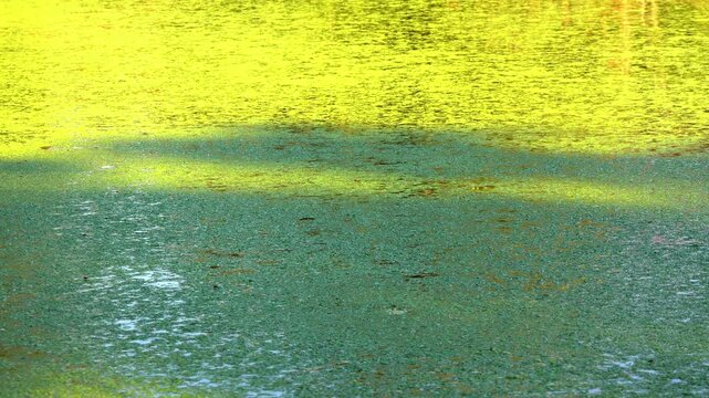 Shadows and highlights on lake water with floating on the surface Aquatic plants rootless duckweed Wolffia arrhiza and duckweed Lemna turionifera, Odessa