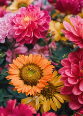 red and yellow chrysanthemum