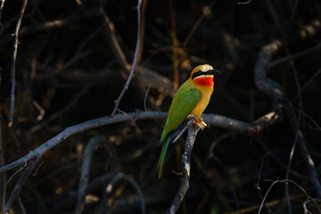 African bee eater bird close up perched on a branch seen on an African safari, Botswana