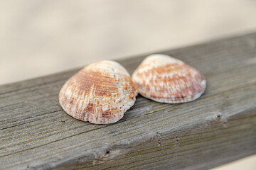Two seashells rest on a weathered wooden surface, highlighting their natural textures and colors. A serene, beach-inspired scene perfect for nature, summer, or coastal-themed designs.