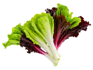 Mixed_lettuce_(Batavia,_Lollo_Bionda,_Romaine,_Red_Oak,_Lollo_Rosso),_isolated_on_a_white_background,_captured_with_full_detail_and_depth.