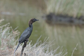 A globally threatened Pygmy Cormorant (Microcarbo pygmaeus), Greece 