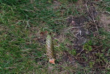 Green pinecone on the forest floor