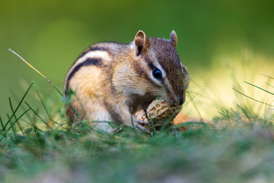 Chipmunk eating in the forest