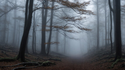 Obraz premium A misty forest path with tall trees and fallen leaves creating an eerie, tranquil atmosphere in the woods.