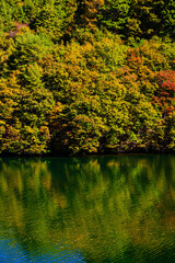 Fototapeta premium もみじ湖に映る紅葉
