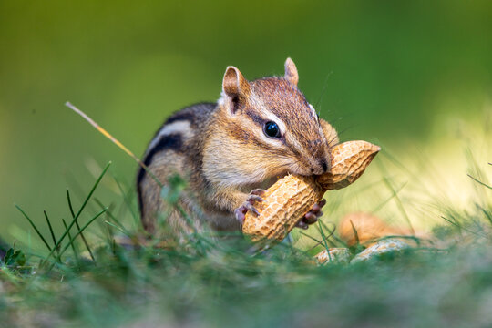 Chipmunk eating in the forest