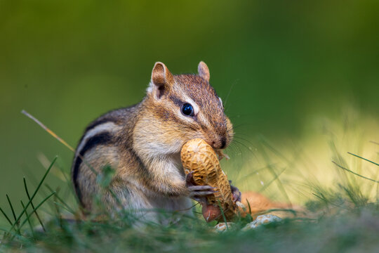 Chipmunk eating in the forest