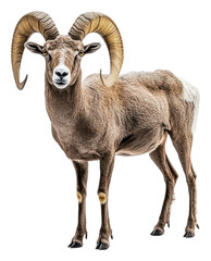 PNG Majestic ram standing on white background