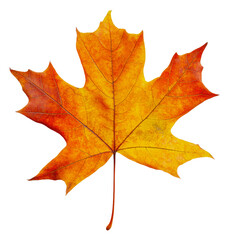 PNG Bright orange maple leaf in autumn season