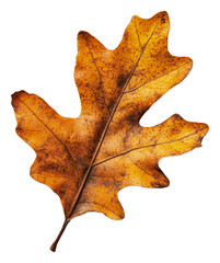 PNG Orange oak leaf on white background