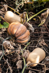 Gemüsegarten im Herbst, Kürbis, Muskatkürbis, Butternutkürbis
