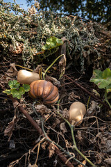 Gemüsegarten im Herbst, Kürbis, Muskatkürbis, Butternutkürbis

