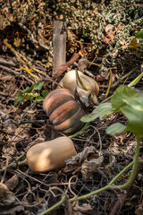 Gemüsegarten im Herbst, Kürbis, Muskatkürbis, Butternutkürbis

