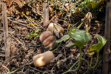 Gemüsegarten im Herbst, Kürbis, Muskatkürbis, Butternutkürbis
