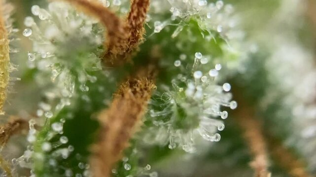 Nice Cannabis milky thc cbd trichomes showing on a healthy marijuana plant