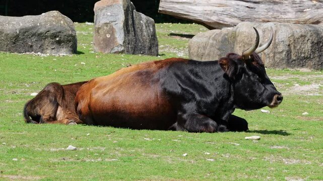 Heck cattle, Bos primigenius taurus, claimed to resemble the extinct aurochs. Domestic highland cattle