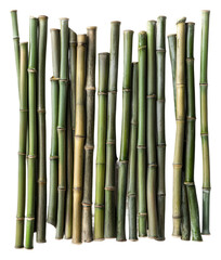 Obraz premium PNG Green bamboo stalks arranged in a natural pattern