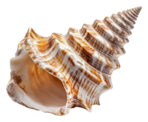 PNG Beautiful conch shell displayed on a white surface