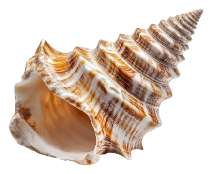 PNG Beautiful conch shell displayed on a white surface