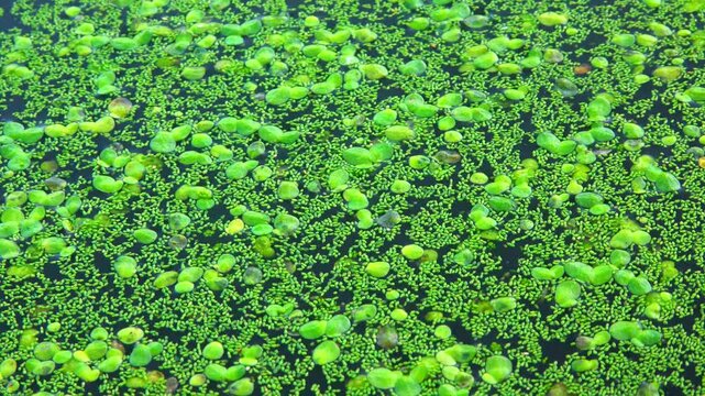 Aquatic plants rootless duckweed Wolffia arrhiza and duckweed Lemna turionifera, smallest flowering plants living on the surface of water, Ukraine