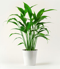 Fototapeta premium A fresh and vibrant green houseplant showcased in a simple white pot, against a clean background, embodying the essence of natural beauty and indoor gardening simplicity.
