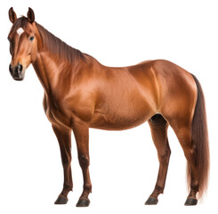 Obraz premium PNG Horse stallion mammal animal transparent background