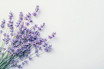 Sprigs of lavender flowers on a white background. Lavender blossoms. Bunch of lavender.