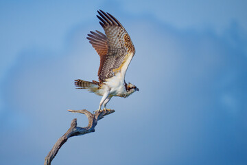Osprey take-off