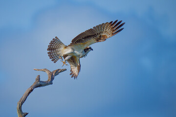 Osprey take-off