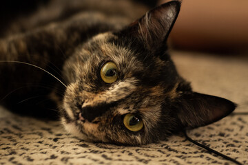 Chat écailles de tortue