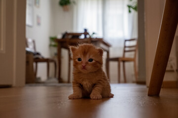 Chaton assis